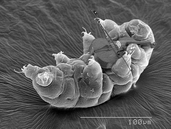 Electron microscopy image of tardigrade playia violin.