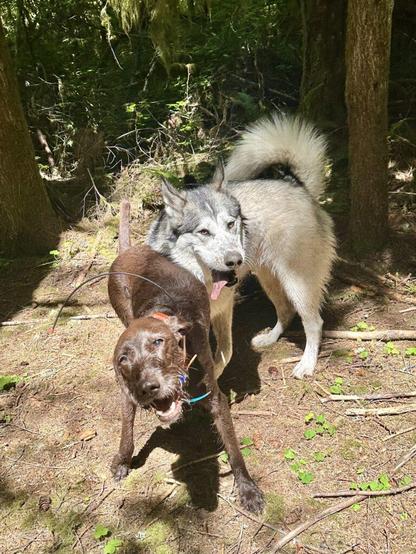 Two big dogs make very silly faces as they wrestle in the woods.