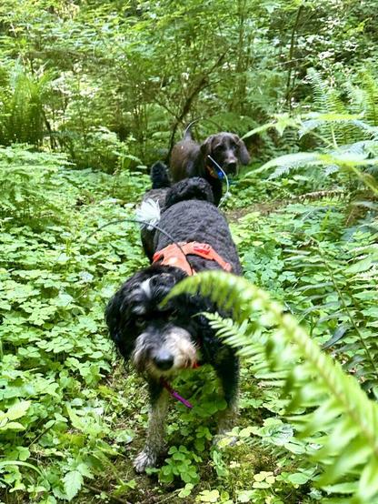 Two curious dogs roam through dense and tall wild greenery.