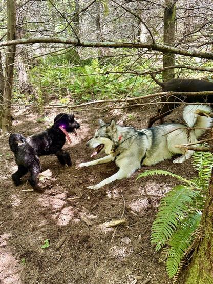 On a dirt slope in the woods, a big malamute lies down to get herself at the level of a much smaller dog, so they can play equitably.