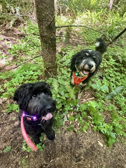 Two dark haired doodles take a moment to smile for treats as we hike through the forest.