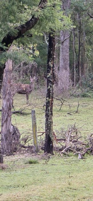 A sambar hind stands in a clearing and looks through trees toward the viewer.