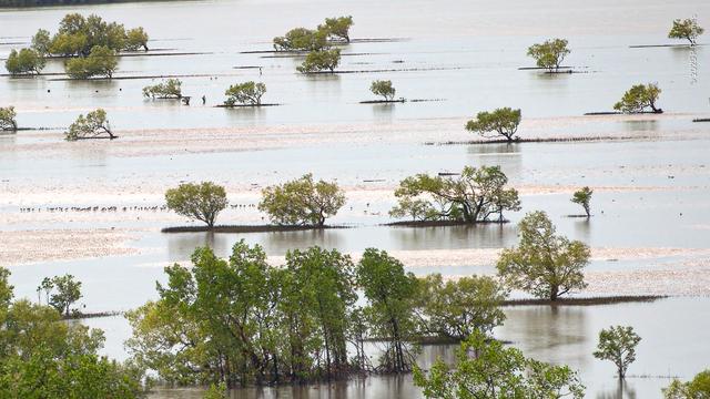 The exposed mudflats of Nightcliff Bay on a receding tide. The scattered pioneering mangroves are fully exposed, their breathing root systems like shadows beneath them. Long skeins of very shallow water are still slowly receding with the tide, creating alternating pools and peninsulas across the bay. A dense flock of wading birds is just visible, mid-image on the left, feeding in one of the transient pools.