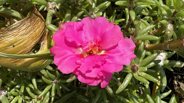 Lovely now portulaca flower blooming in our front garden.   #SpringFlowers #Flowers #Portulaca #Purslane #TrumbullCT #Connecticut
