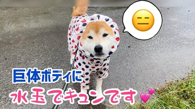 柴犬巨体ボディに水玉カッパ散歩がいろいろ大変でしたが面白すぎて笑ってしまった