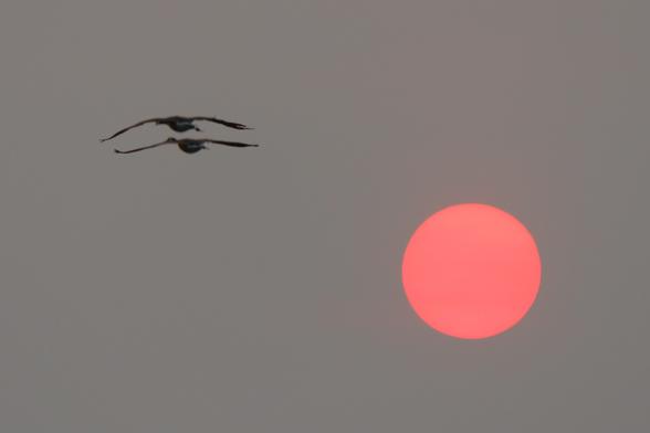 Sunset photo in a grey, smokey sky. A pair of Canada geese are flying away from the camera in the upper left and a pale pink Sun is in the lower right.