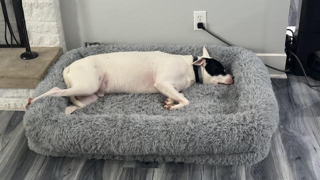 a photo of a white dog with a large black spot on his face deep asleep in a grey floofy bed, one leg coquettishly hanging off the edge.