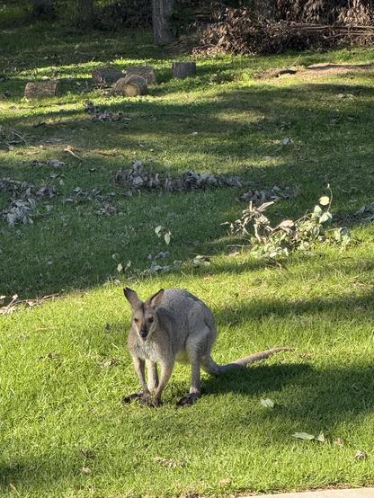 A male wallaby sits on green grass eating pellets. Behind him is forest.