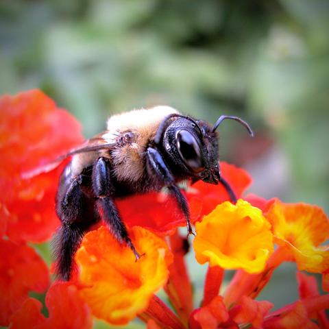 Close up of a chonky bee with a pitted black carapace and fuzzy shoulders rests on a clump of red and orange flowers.