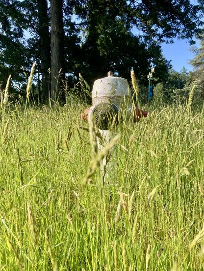 White hydrant barely visible because of the tall grass surrounding it.