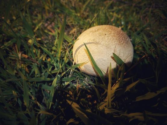 A huge round mushroom sitting in the grass. It looks like somebody dropped a lightly toasted, weirdly spherical marshmallow.