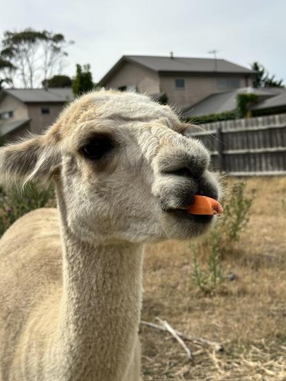 Chaser the alpaca with a carrot.