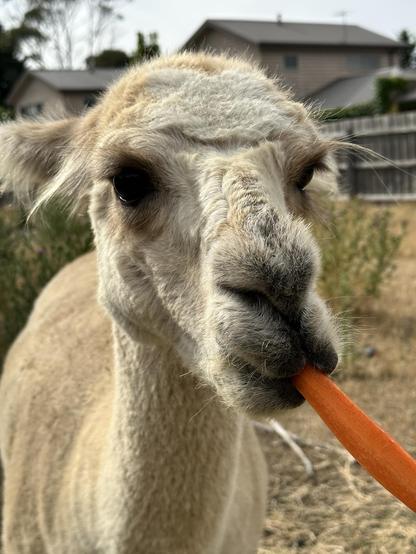 Chaser the alpaca with a carrot.