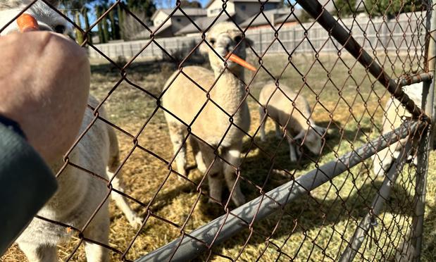 Chaser the alpaca with a carrot.