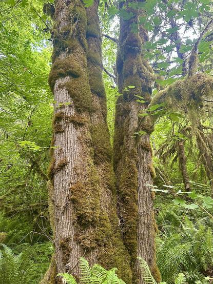 In a vividly verdant forest, a pair of mighty tall and broad tree trunks climb up from a shared root base. Their bark has a rough deep texture. Both are caked with thick pads of moss clustered irregularly around the bark.