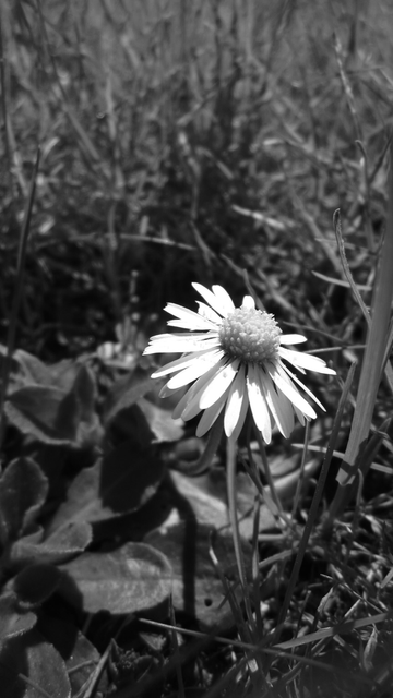 Fotografía en blanco y negro de una margarita al sol