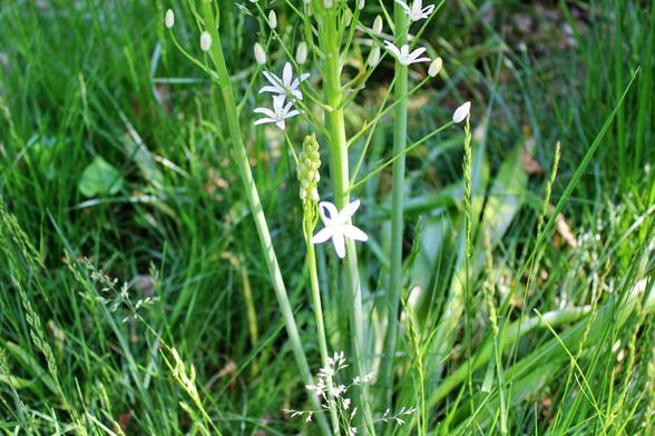 Long grass producing seedheads next to a taller plant with stalks that are producing six-petal white blooms on thin stems reaching out from the central stalk with the lowest open bloom in bright sunlight while the rest of the stalk is in mostly shade.