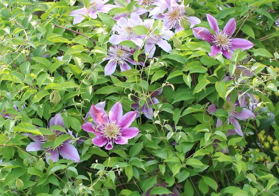 Pink blooms flowering on a vine with the blooms becoming a darker color as they age with the borders of the petals remaining a pale pink. The burst of stamen in their centers are pale yellow.