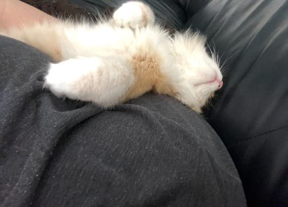 Gus the cat being very small. He lies on his back against a knee and a crack on the couch.