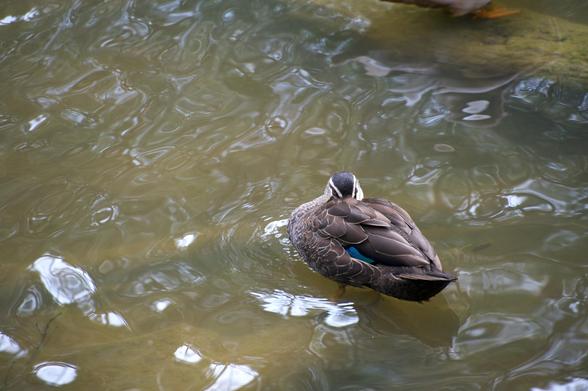 duck, Pacific Black Duck, sleeping duck, angry stare, pond, water reflections, brown duck, water bird