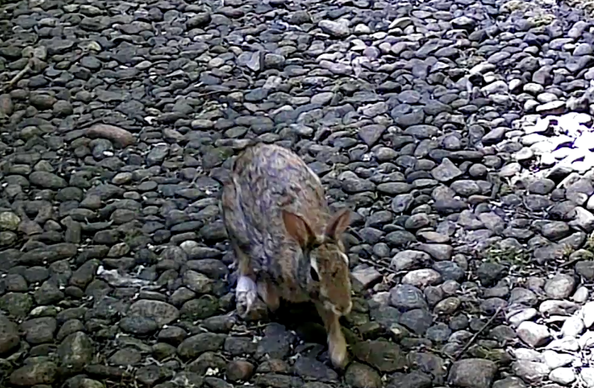 A bunny with brown and black mixed fur, walking on gravel, seen from a bit above, putting one paw forward, captured from a video camera.