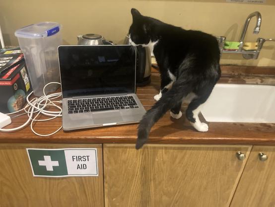 Black and white cat standing by a laptop