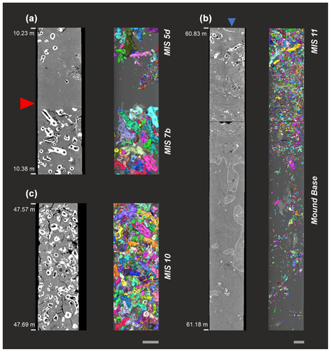 CT-image-based core section close-ups of the MeBo on-mound core GeoB18116-2 collected from Dragon Mound (left is the orthoslice; right is the 3D macrofossils' reconstruction: each coral fragment has an individual colour and the core depth is given in CSF-B metres below seafloor). (a) Hiatus covering a time span of ∼ 100 kyr between mound formation phases DM5 and DM6. The red arrow indicates the top of DM5 (coral ages ∼ MIS7b), followed by DM6 (coral ages ∼ MIS5d). (b) Example of a high-coral-carbonate-bearing unit during the mound formation phase, DM2 (MIS10, ∼ 350 kyr BP). (c) Scan of the mound base (61.1 m b.s.f.), including burrows filled with cold-water coral mound sediments (white outlines), the first cold-water coral clasts, and several oyster shells (blue arrow) from DM1 (∼ MIS11). Grey scale bars at the bottom represent ∼ 2 cm in length.