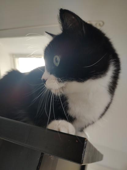 Der Kater Phips in Nahaufnahme. Er liegt auf dem Küchentisch und schaut neugierig nach rechts unten