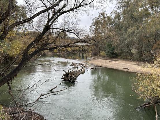 The mighty Murray not looking quite as mighty lately. 
A dull green river with a fallen tree exposed by the low water. There’s a sandy bank nearby & the whole photo is surrounded by native bush & trees.