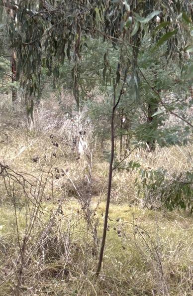 The Australian bush, creamy coloured & dying grasses & weeds & a small eucalyptus tree.
Right in the centre of the photo is a kangaroo, quite light coloured with dark ears. It’s barely visible.