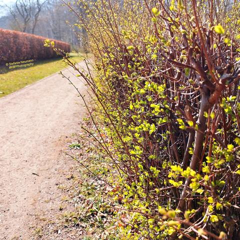 Sicht auf einen sonnenbeschienenen Sandweg von der Ecke einer sonnendurchfluteten Hecke mit jungen Blättern.
View on a sunlit sandy path from the corner of a sun-drenched hedge with young leaves.