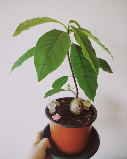 An avocado plant growing in a pot. It has a bunch of large leaves on top on there is a small side branch growing at the bottom of the stalk. The pot is decorated with transparent bunnies watching it grow.