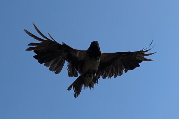 Foto einer großen dunklen Krähe im Flug vor blauem Himmel. Ihr Gefieder hat viele große Löcher, am rechten Flügel fehlen einige Federn, die Schwanzfedern fehlen zur Hälfte, mehrere andere Federn sehen wie abgerissen aus.
