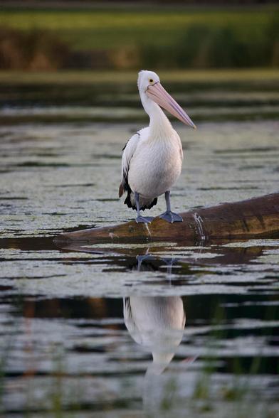 A large bird with a very large pink bill. It is, from the front, mostly white, but when viewed from the back it has black wings and tail. Its legs and webbed feet are a blue-grey in colour. 

The bird is standing on a semi-submerged log on the edge of a lake that has algae on the surface. It is early morning, and the light is soft and not yet directly on the scene.