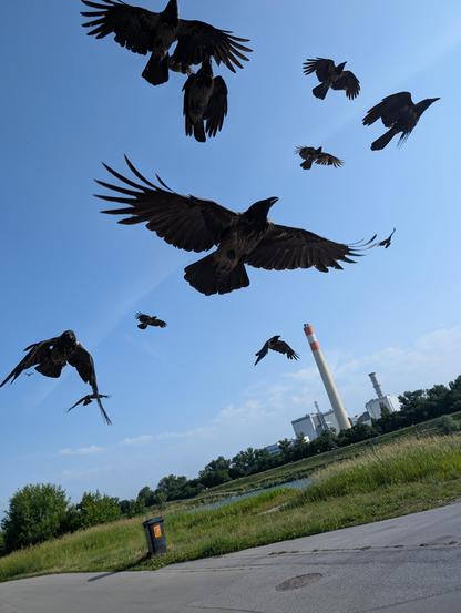 Foto von vielen dunklen Krähen, die vor blauem Himmel über einer Straße fliegen. In der Mitte ist mir eine sehr nahe, sie hat die Flügel weit aufgespannt und segelt dahin.