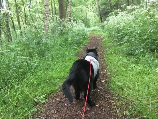 Black cat on a footpath, the green herbs (keck - Wiesenkerbel) with its white top high above her head, the path seems to be in a forrest and the cat is watching the path in the far back.