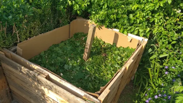 Eine Kompostmiete aus vier Holzwänden mit circa 1,20m mal 1,20m Grundfläche. Umgeben von grüner Hecke, von innen ausgekleidet mit Pappe und zu rund dreiviertel gefüllt mit grünen Pflanzenresten. In der Mitte steckt ein Kantholz wie ein Pfeiler. Rechts unten im Bild ist euin wenig großes Immergrün zu sehen, das lila blüht.