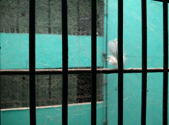 A photo of black iron grating on a window covered with cobwebs with a feather stuck on it. In the background there are balconies visible with turquoise coloured walls.