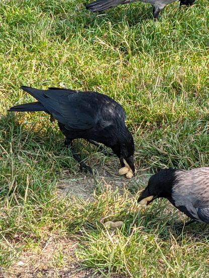 Foto von zwei Krähen, die in einer Wiese stehen. Die obere ist komplett schwarz, eine Rabenkrähe, sie stopft sich soeben zwei Erdnüsse mit Schale in den Schnabel. Darunter ist eine grau-schwarze Nebelkrähe, auch diese lädt gerade Erdnüsse in ihren Schnabel.