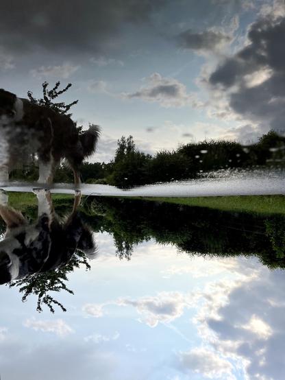 Some trees and dark clouds reflected in a puddle on a concrete path. On the left side there is a dog bowing its Head to the puddle, also reflected. The picture is turned upside down.