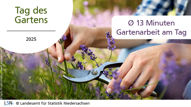 Tag des Gartens, 2025. Eine Erwachsene Person in Niedersachsen verbrachte 2022 durchschnittlich 13 Minuten am Tag für die Gartenarbeit. Das Bild zeigt, wie eine Person im garten Lavendel schneidet.