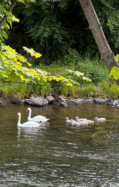 Two adult swans and six fluffy grey cygnets bear the stony riverbank, in a leafy quiet part of the river