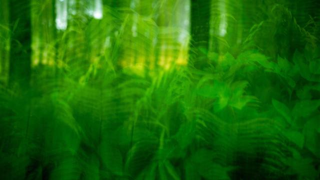 Blurred abstract image with overlapping shades of green, resembling ferns and foliage. Vertical light streaks suggest sunlight filtering through leaves, creating a layered, dreamy effect.