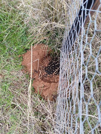 Looking down from the top of a wire netting fence: grass on the left and on the right of a half circle of neatly dug red soil are the quills & brown fur of an echidna half-burried in the soil, hiding from me.
