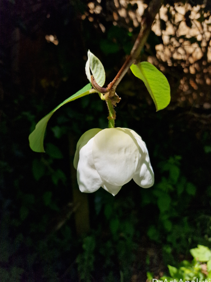 a white magnolia sieboldii that has a strong jasmine scent. The sun shines off of it and the background is dark.