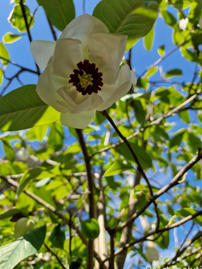 Looking into the magnolia flower. the middle is deep purple frond around a central tuft of yellow stamen (i think!)