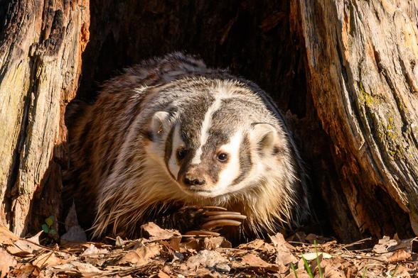 An adult badger is emerging from a hollow log, surrounded by fallen leaves and woodland debris. The badger has distinctive black and white facial markings and a thick, textured fur coat.