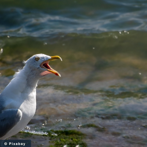 Wütende Möwe