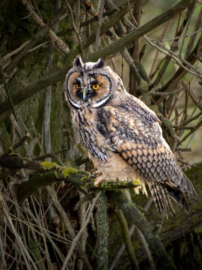 𝗣𝗶𝗰𝘁𝘂𝗿𝗲 𝗗𝗲𝘀𝗰𝗿𝗶𝗽𝘁𝗶𝗼𝗻 (𝗘𝗻𝗴): Long-eared Owl, while perched on a low branch in an area of ​​dense undergrowth, observes its surroundings in search of prey.

𝗗𝗲𝘀𝗰𝗿𝗶𝗽𝗰𝗶𝗼́𝗻 (𝗘𝘀𝗽): Búho Chico, mientras está posado en una rama baja en una zona de maleza densa observa su entorno en busca de presas.