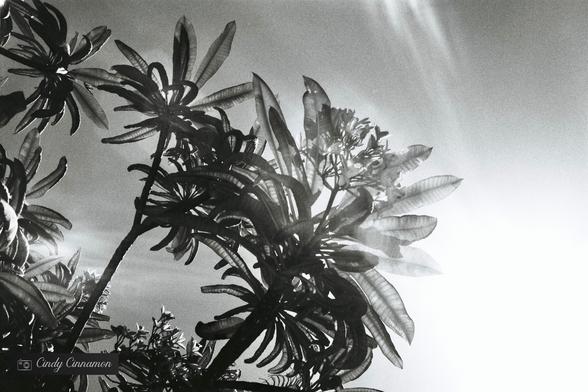 Végétation sous le soleil du Mexique. Photographie par Cindy Cinnamon